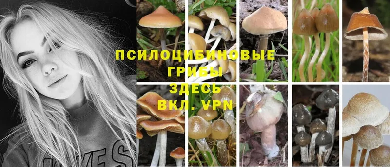 дарнет шоп  Новоалтайск  Галлюциногенные грибы Magic Shrooms 